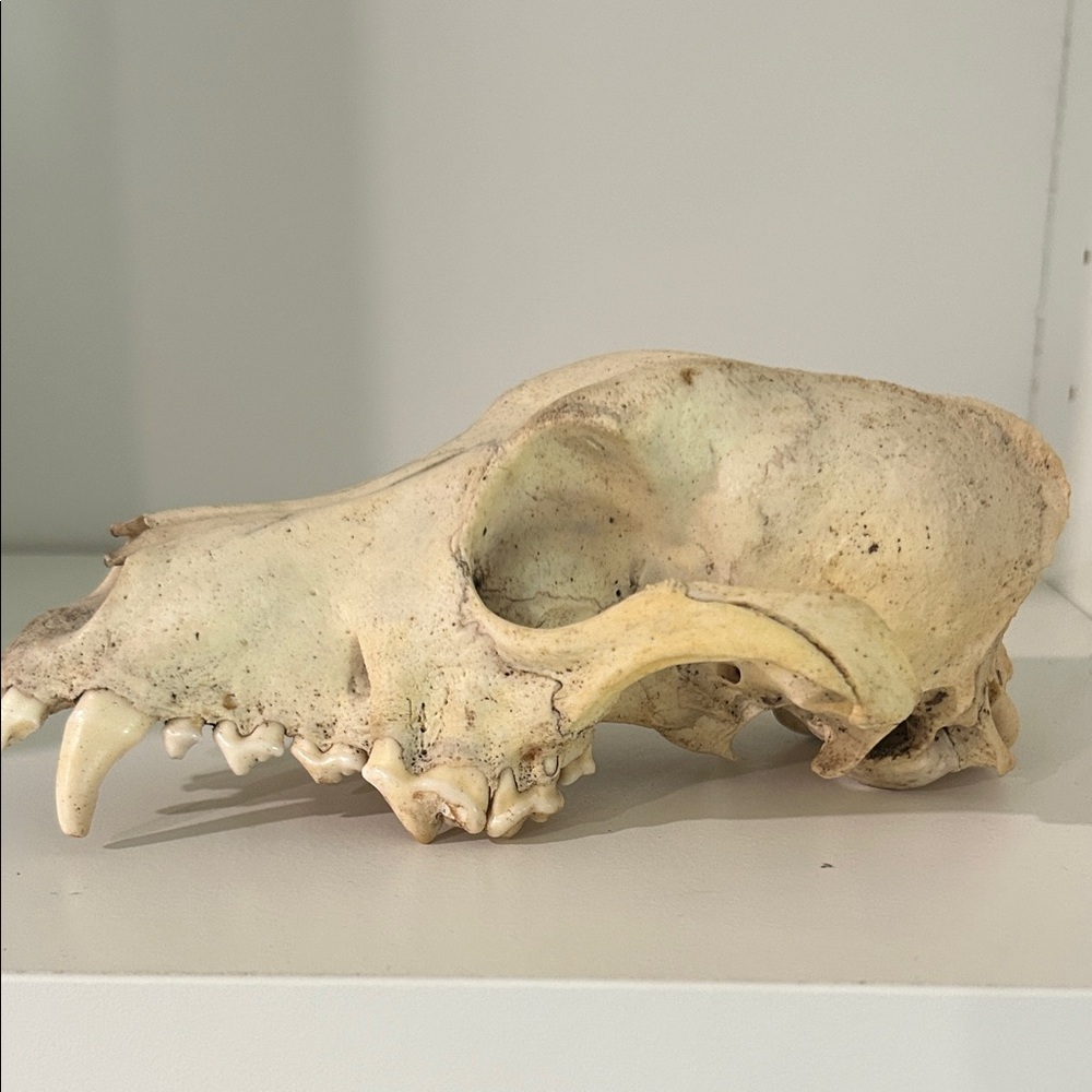 Natural Bone Reptile Decor